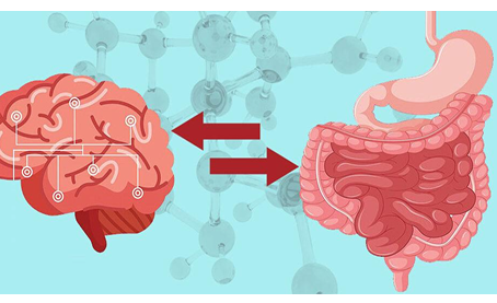 Mind Your Gut: The Surprising Brain-Body Connection