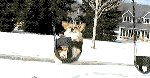 CHIEN EN BALANCOIRE HIVER.gif