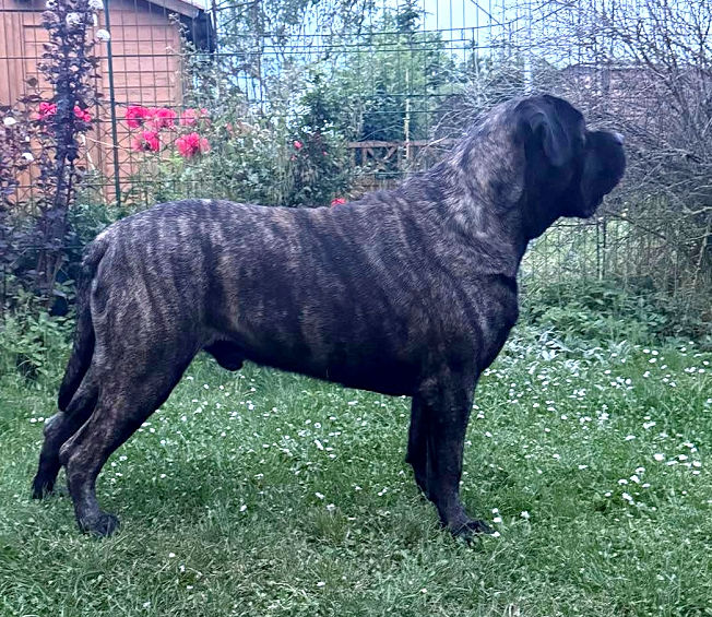 Amadeus Willy of the cheese hill