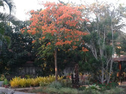 foto jardim