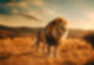 Lion-in-Savanna-With-Sun.jpg