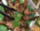Grilled Lamb Chops