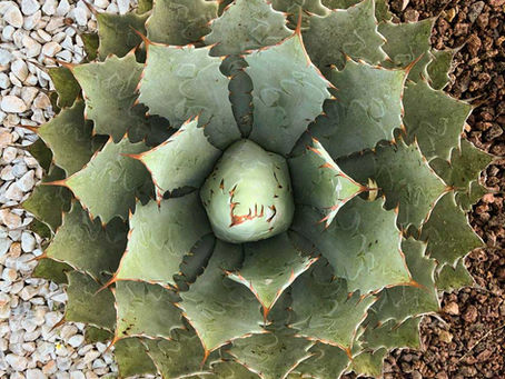 WHY AGAVE IS THE NEW MALT?