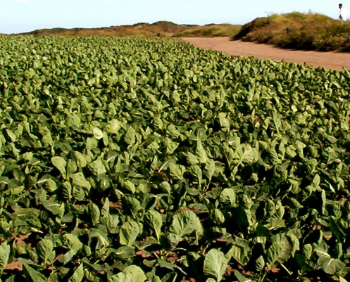 random cabbage patch