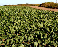 random cabbage patch
