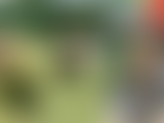 Benefícios da Socialização para Cães: Por que Seu Pet Precisa Interagir com Outros Cães?