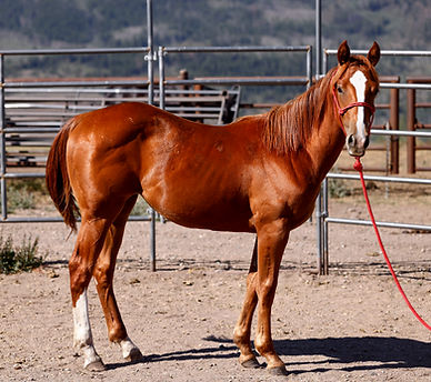 RUBY YEARLING.jpg