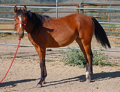 OAKLEY YEARLING.jpg