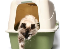 Inappropriate Elimination in Cats