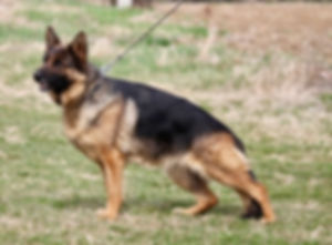 LaMunja od Mise-Nis - Lebenshunger German Shepherds