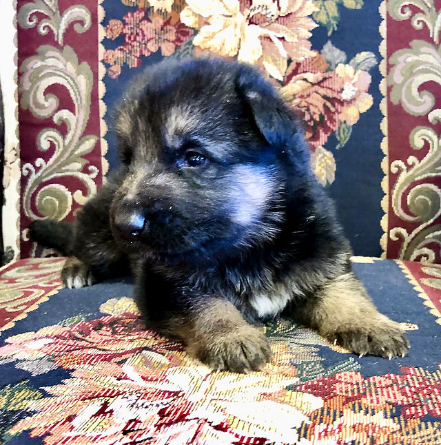 Blog Maine Lebenshunger German Shepherds