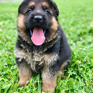 Writer: Lebenshunger German Shepherds