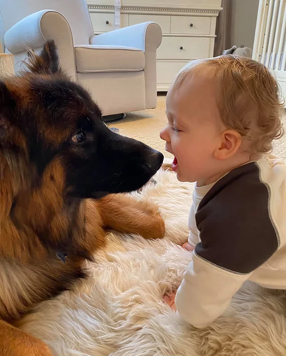 lebenshunger german shepherds