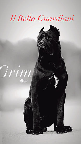 An adult black Cane Corso with white markings on its chest.