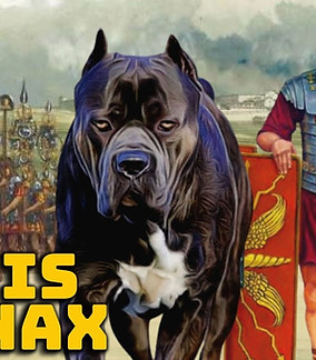 maxresdefault.jpeg
