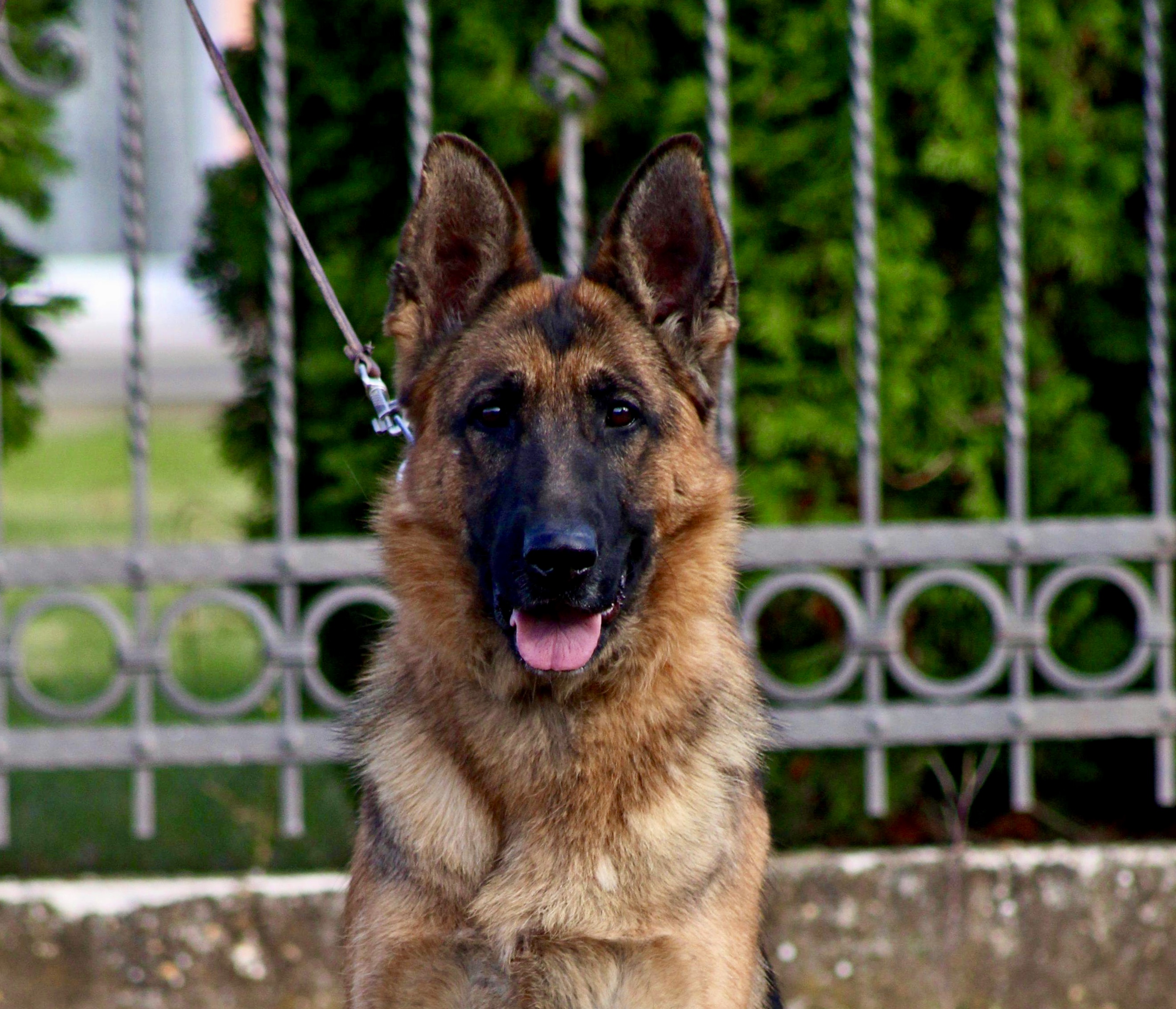 Lebenshunger German Shepherds. Breeder & Puppies For Sale in Maine