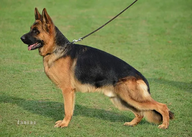 lebenshunger german shepherds