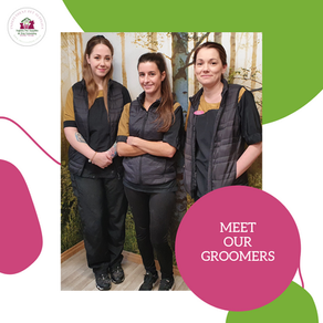 Meet The Team