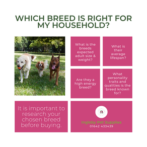 Which breed is right for me?