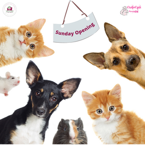 Sunday Opening
