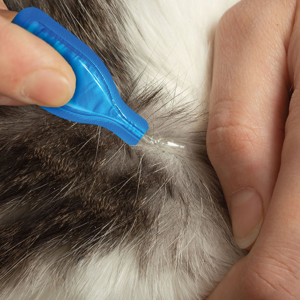 Thumbnail: Beaphar Fiprotec Cat