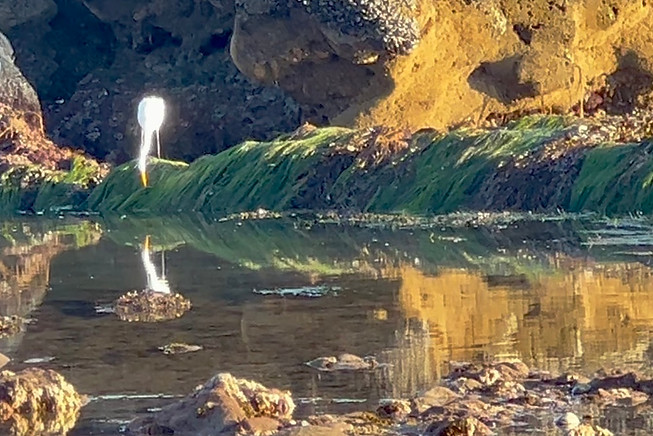 Snowy egret stares intently at fish before suddenly nabbing it for a meal.