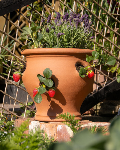 Strawberry Planter