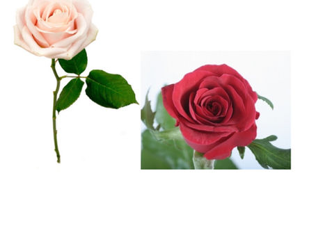 薔薇はやっぱりステキ🌹