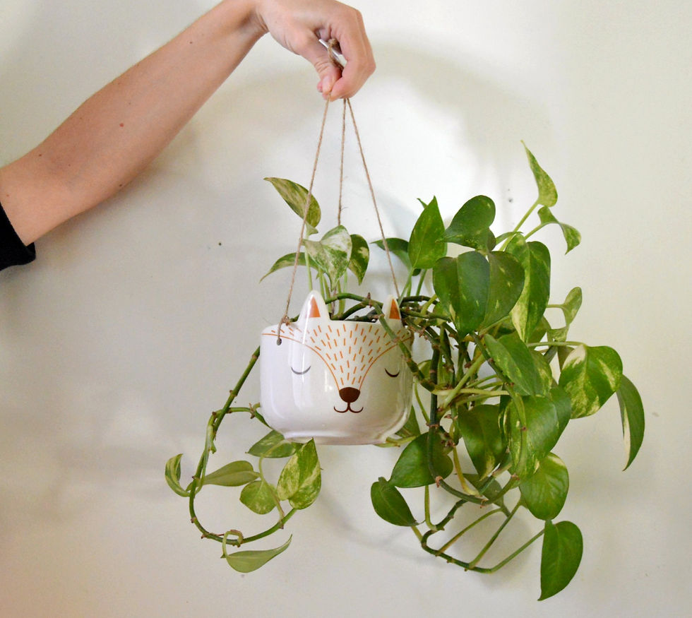 Maceta colgante