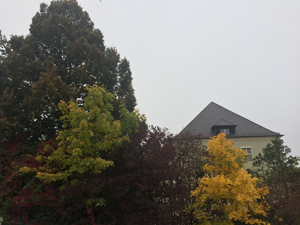 Baumbestand Pfaffenhofen vor Rodung