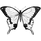 butterfly-1742370_960_7202.png