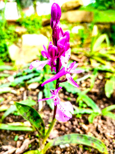 Orchis Anatolica-Dildamak Salep