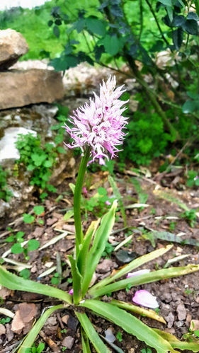 Orchis İtalica-Tavşan Topuğu-Topbaş Salep