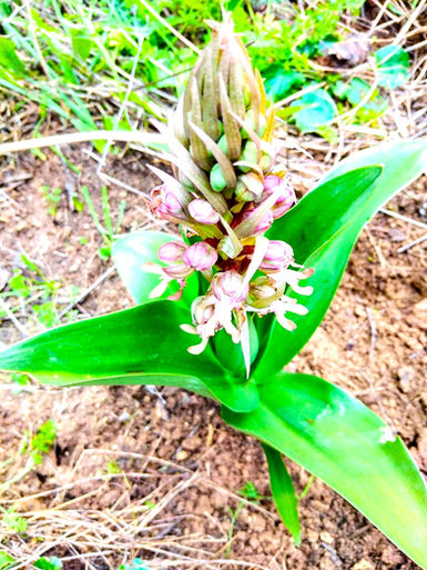 Barlea Robertiana