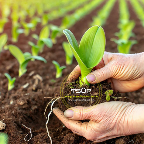 Sürdürülebilir Tarım: Salep Orkidesi Yetiştiriciliğinde Geleceğin Yöntemleri