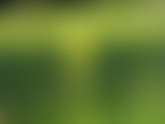 Salep Orkidesi Ticaretinin Faydaları: Ekonomik Kazanç ve Kültürel Değer