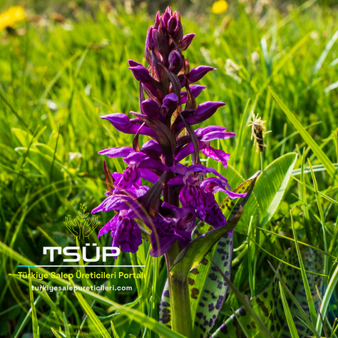 Başlangıç Adımları: Bireysel Salep Orkidesi Üretimine İlk Adım