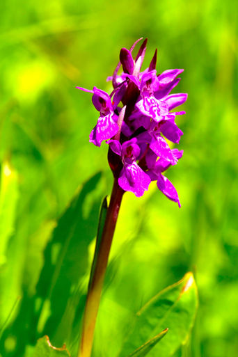 Orchis Tridentata-Katran Alacası