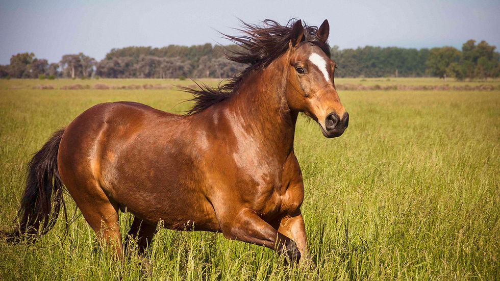 5 Common Horse Health Problems and How to Prevent Them