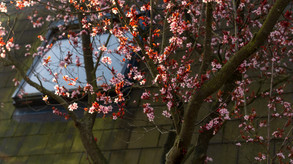 Open your Eyes_Blossom.jpeg