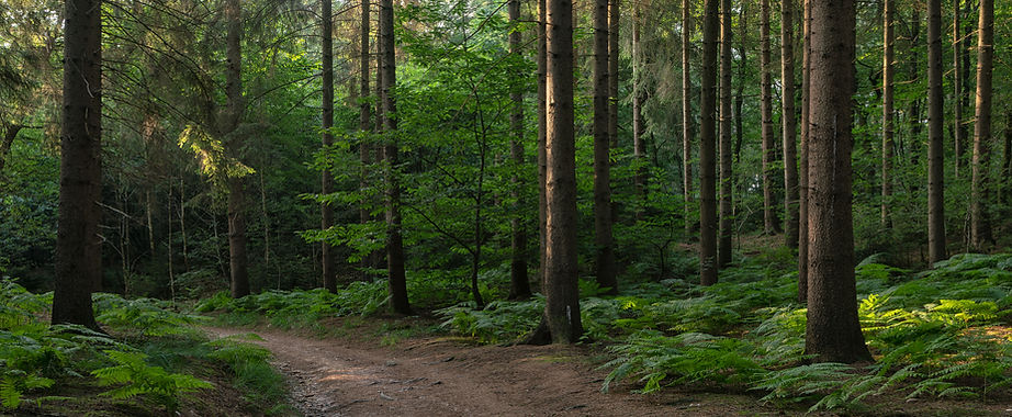 Landschap_Pines.jpeg