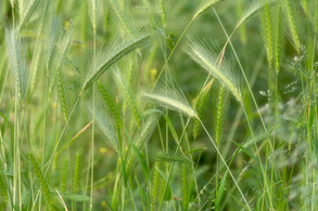 Open your Eyes_Grass.jpeg