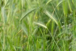 Open your Eyes_Grass.jpeg