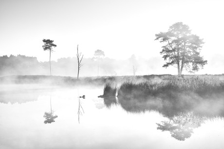 Reflections