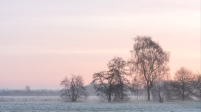 Judith Linders_Pink Frost.jpeg