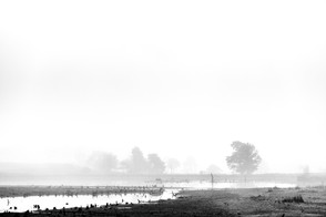 Desolate