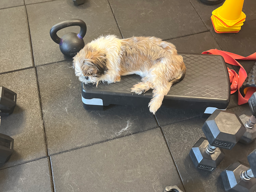 Fury: The Boomslang with a Heart — and No Bite