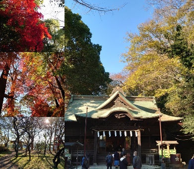 久方ぶりに、地元の谷保天満宮にお参りに行ってまいりました!冬紅葉が、すごくキレイでしたよ!人も少なく、深閑としていましたが、清々しく心身ともに癒やされてきました!いつもありがとうございます!