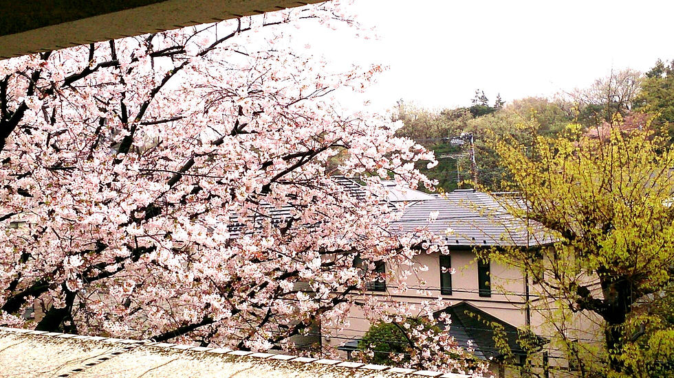 桜.jpg