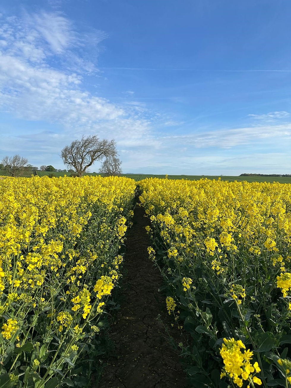 Yellow flowers at the farm